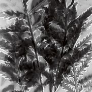  Werk von Markus Kaesler. Eine schwarz-weiß Fotografie, auf der Blätter abgebildet sind, wobei ihre Umrisslinien in Weiß hervorgehoben sind.